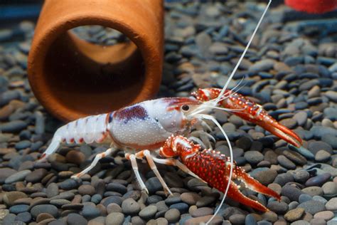 Keeping Freshwater Aquarium Crayfish: The Complete Guide