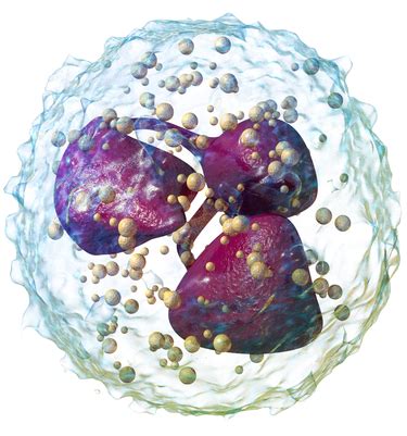 Difference Between Neutrophils and Macrophages | Definition, Types ...