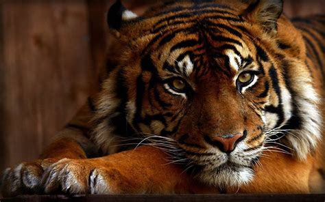 Die 51+ Besten Tiger Wallpapers