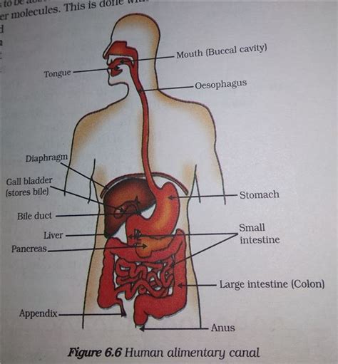 Human Alimentary Canal Diagram