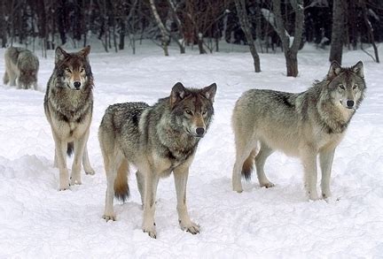 Which do you like better Wolves or Dogs? - Wolves - Fanpop