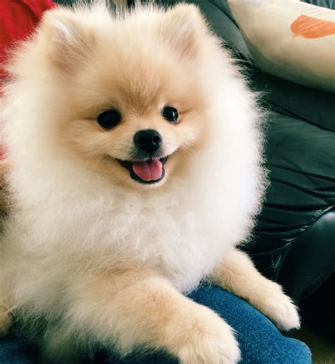 Super happy pomeranian puppy! #Pomeranian | Cute pomeranian, Pomeranian ...