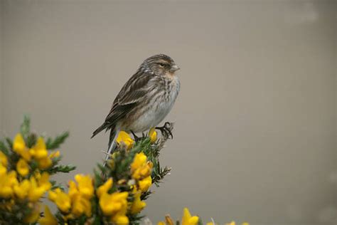 90+ Twite Bird Stock Photos, Pictures & Royalty-Free Images - iStock