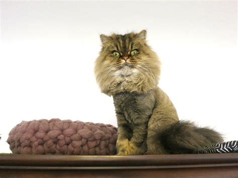 1st Lion Cut for my Persian Cats | Meow Lifestyle