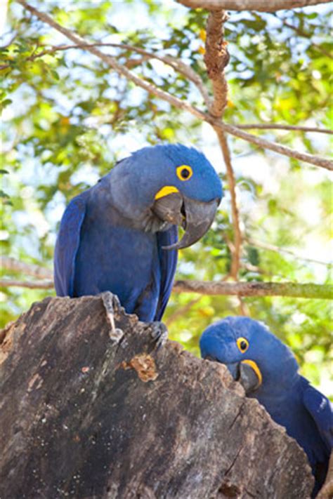 Pantanal Area Guide Brazil | Soccerphile