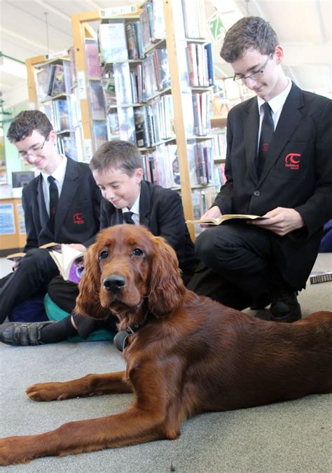 Tavistock College Adopts Shola The Puppy To Help Students Deal With Exam Stress And She Is ...