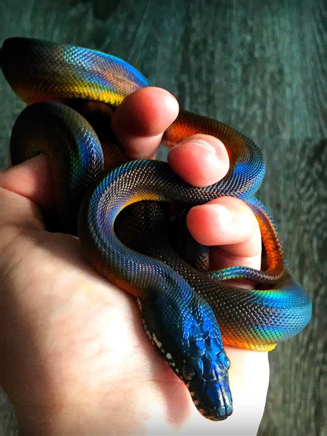 Rainbow snake : interestingasfuck