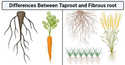 Biology Notes | Microbe Notes