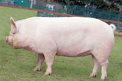 Buyers Guides - British Pig Association