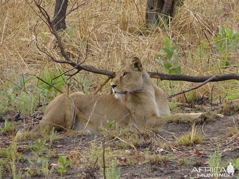 Lion Benin Wildlife | AfricaHunting.com