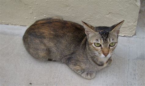 Know the types of stray cats in your hood | campus.sg - Campus Magazine