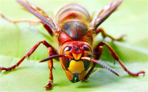 European Hornet - PermaTreat Pest & Termite Control