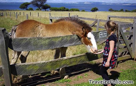 Churchill Island Heritage Farm |Phillip Island nature parks @ Singapore Travel & Lifestyle Blog