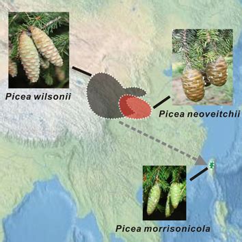 Speciation pattern and gene flow between three spruce species « Botany One