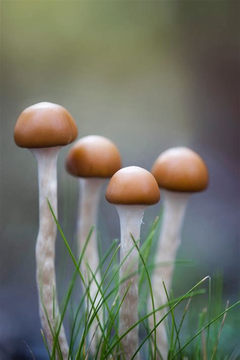 Psilocybe subaeruginosa_PSI9912