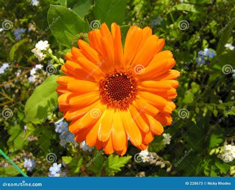 Bright Orange Flower Stock Photos - Image: 228673