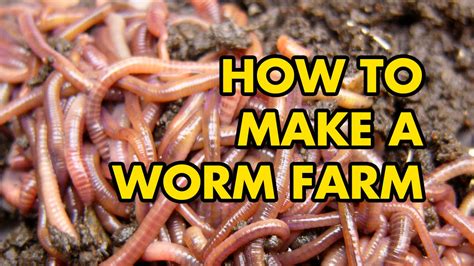 Red Worm Farming Archives - RedWormFarms.com