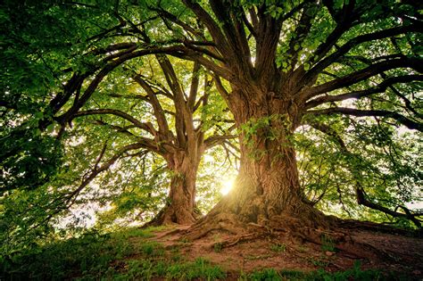 Ancient trees form bloodlines that bolster forests for thousands of years - Urban Forest Dweller