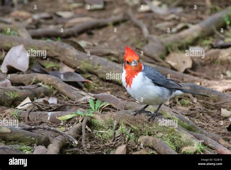 Red Crested Cardinal, Oahu, Hawaii Stock Photo - Alamy