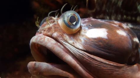 Meet the Sarcastic Fringehead | LaptrinhX / News