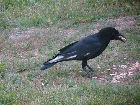 Crow with some white feathers | Crow, Animals, Literature