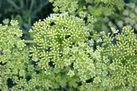 Sea fennel plant stock photo. Image of rocks, green - 100018790