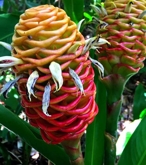 Strange, Freaky, Odd-Looking Tropical Plants and Flowers - Dengarden