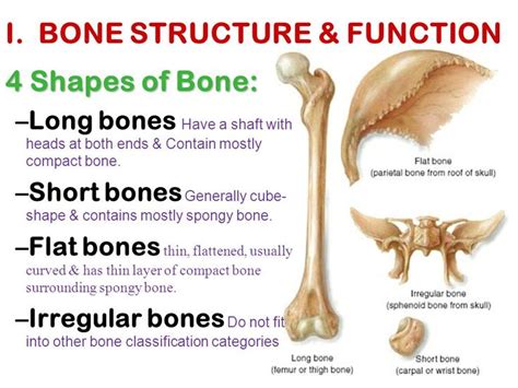 Image result for short bone anatomy