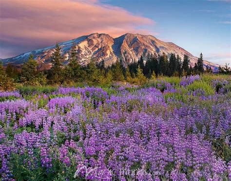 Mt. St. Helens Purple Sunset | Purple sunset, Photography, Wild flowers