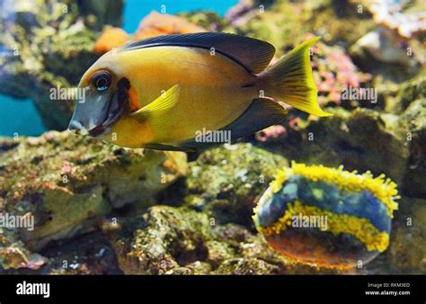 Naso tang fish, Naso lituratus in aquarium Stock Photo - Alamy