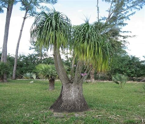 Pata de Elefante - Jardim Exótico - O maior portal de mudas do Brasil.