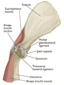 Shoulder Tendinopathy | Walking Paws Rehab