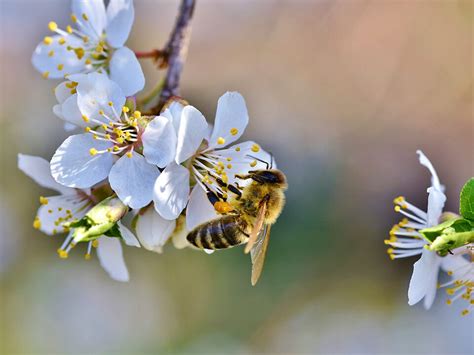 How To Pollinate Plants In A Greenhouse | Greenhouse Emporium