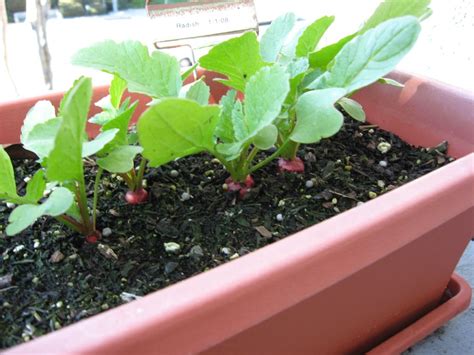 Radish Container Care: How To Grow Radishes In Containers | Growing radishes, Growing tomatoes ...