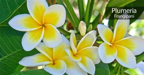 Plumeria Flower: How To Care For The Frangipani Tree