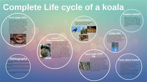 complete life cycle of a koala by erin mcdonald on Prezi