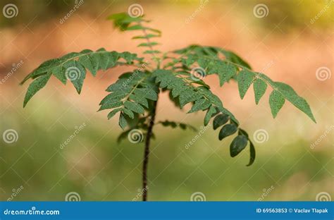 Curry leaf, curry tree stock image. Image of cuisine - 69563853