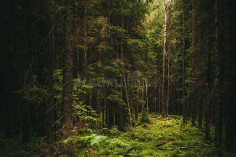 Full Hd Dark Green Forest Background - Parketis