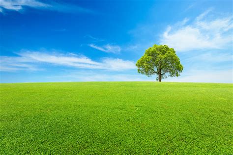 Tree And Grass Background Images – Browse 2,756,995 Stock Photos ...