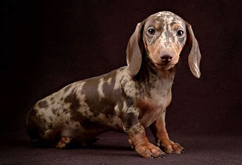 Dachshund Colors, Patterns, and Markings - PlayBarkRun