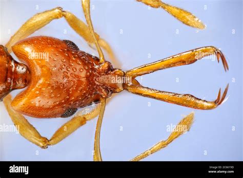 Mandibles hi-res stock photography and images - Alamy