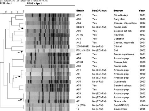 PFGE fingerprints of serotype 1/2a strains with Sau3AI-resistant and... | Download Scientific ...