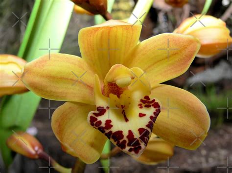 "A Perfect Golden Orchid" by Sandra Chung | Redbubble