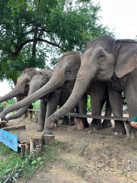 Elephant Sanctuary Thailand: A Comprehensive Guide to Ethical Sanctuaries - Posh in Progress