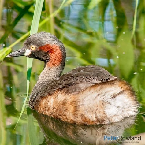 Australasian Grebe - Peter Rowland Photographer & Writer