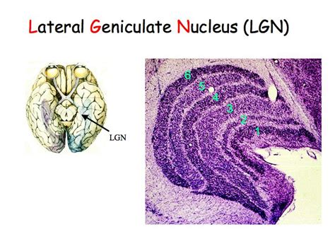 Function Of Lateral Geniculate Nucleus