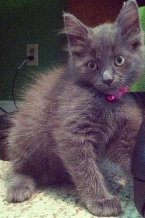 baby nebelung Lady :) http://www.pinterest.com/amarcinkiewicz/ | Kittens and puppies, Grey cats ...