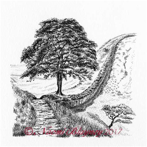 Sycamore Tree Sketch at PaintingValley.com | Explore collection of ...