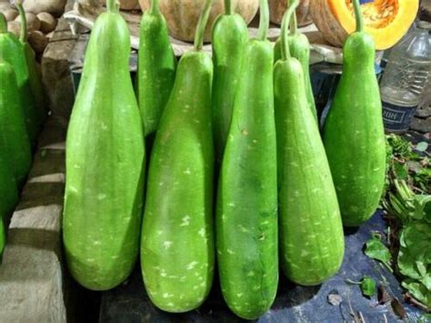 Kodu Bisi Bottle Gourd Zucca Bangla Pani Lao doodhi lau khodu Seeds UK grown | eBay