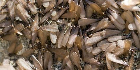 Termite Swarms | Suburban Exterminating - Pest Control & Extermination